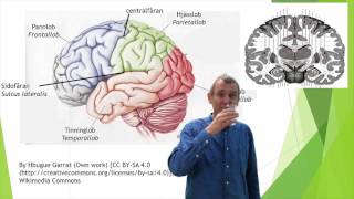 Nervsystemet del 9 hjärnbarken cortex [upl. by Kessia]