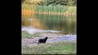 FREE CAMPING Indianhead ski resort near Wakefield Michigan [upl. by Tobey]