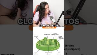 MITOCONDRIAS VS CLOROPLASTOS ubaxxi uba cbc biologia universidad institutobiolyl mitocondria [upl. by Sabir]