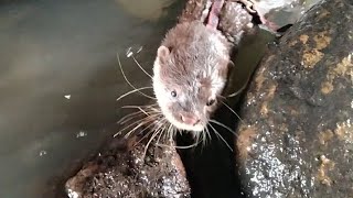 ada otter lagu bermain di sungai 🦦 [upl. by Ytinav]