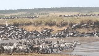 Great Serengeti Masai Mara Migration River Crossing [upl. by Nelan613]