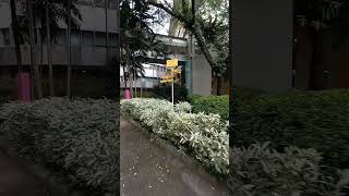 Monash University Malaysia Campus Greenery Cafeteria area at Sunway [upl. by Mills239]