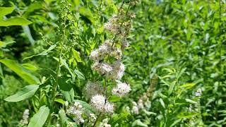 Meet Meadowsweet A Super Gorgeous Native Shrub [upl. by Wamsley760]