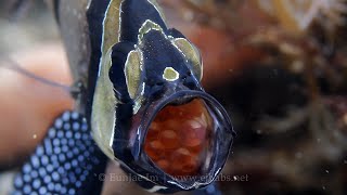 Mouthbrooding  Banggai cardinalfish [upl. by Mirth]