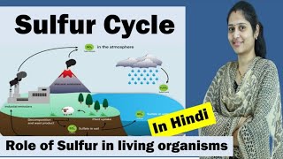 Sulfur cycle  Role of Sulfur in plant and animal body  Sulphur cycle [upl. by Ardussi]