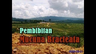 Pembibitan Mucuna Bracteata  Tanaman Kacangan Penutup Tanah  Perkebunan Kelapa Sawit [upl. by Anthia]