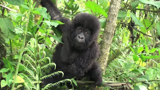 Mums amp Babies  Mountain Gorillas Rwanda [upl. by Nagaek]