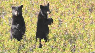 Rencontre avec lours noir du Québec [upl. by Eisseb]