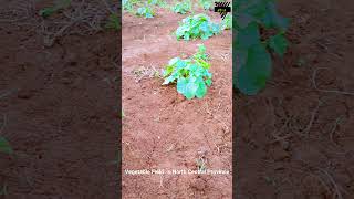 Vegetable Field in North Central Province agriculture agriculturefarming vegetable crop [upl. by Adachi402]