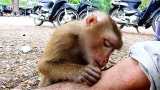 Unbelievable abandoned Pigtail monkey good at grooming human like this [upl. by Tarryn744]