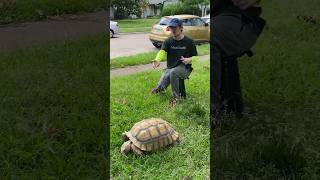 Green lawn service with tortoise gets fired [upl. by Yrbua]