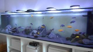 Mbuna Malawi Aquarium 200cm [upl. by Okier]