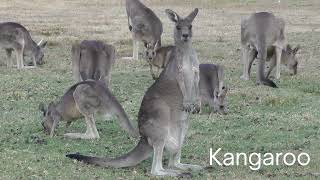 Platypus Kangaroo and Koala Facts [upl. by Etnovad]