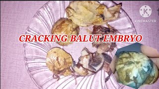 CRACK BALUT🥚🦆EGG EMBRYO EXOTIC FOOD EGGBALUT [upl. by Anaibib]