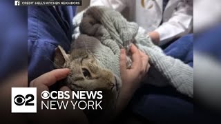 Bodega cat in Manhattan is now living a charmed life [upl. by Idahs480]