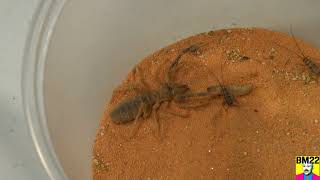 Camel Spider Solifugae Saddam Back From The Dead Again Habitat Update [upl. by Yasmin]