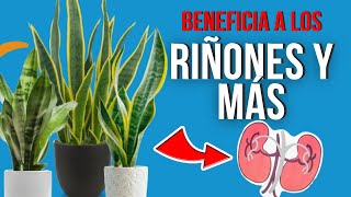 🌿 BENEFICIOS y PODERES MEDICINALES de la LENGUA DE SUEGRA 💡 [upl. by Yrrad]