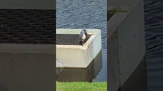 Tricolored Heron Preens Chest on Cement at Pond on Oviedo Boulevard Florida [upl. by Aihsenod]