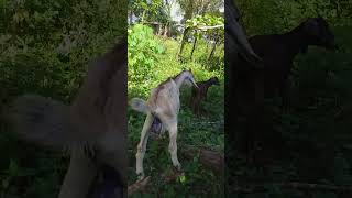 Special activity today castration for young bucklings for faster growth goatfarming goatlovers [upl. by Norted]