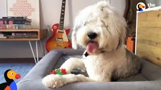 LIVE Sheepdog Puppy Plays With New Toy  The Dodo LIVE [upl. by Kcirrag]