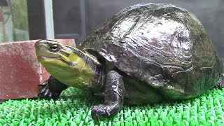 マレーハコガメ （市川市動植物園）Malayan box turtle [upl. by Ailis]