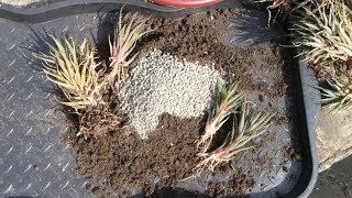 How to repot Haworthia Aloes and Gasterias [upl. by Charry]