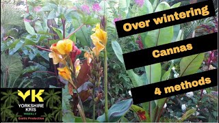 Overwintering cannas 4 methods [upl. by Hsoj]