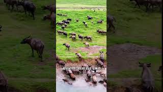 It is incredible that we can see the spectacular sight of the great migration of African animals [upl. by Cy404]