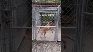 Visited 🏡 one of my dog trainer’s Kennel belgianmalinois labrador dog [upl. by Elakram]