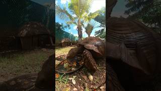 Big turtle  tortoise baby play  कछुआ  shortsvideo ytshorts public [upl. by Trescott]