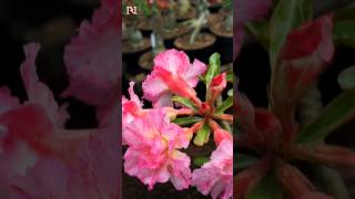 Adenium Bunga Tumpuk ID Aromatic Siam adenium rachmannursery bunga [upl. by Javed]