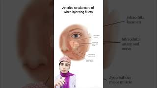 Arteries of the face faceanatomy filler fillers facefillers [upl. by Ignatia411]