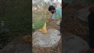 non vanon snake indian rat snakes guddumauryasarpmitra GudduMaurySarpMitra pksinghrocker [upl. by Jose]