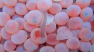 Salmon Eggs Hatching at Seymour Hatchery with intro [upl. by Evie]