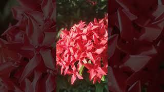 Ixora coccinea flowers nature plants velog flowers song green cinematic [upl. by Aivalf]