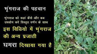 Bhringraj ke Fayde in hindi भृंगराज का पौधा Bhringraj Plant भृंगराज के फायदे Ayurveda Medicine [upl. by Aitnyc275]