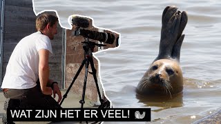 Vlog 338 Zeehonden kijken in de Dollard  Sony A7 IV [upl. by Tartan]