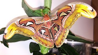 TIMELAPSE  Giant Atlas Moth  Attacus atlas [upl. by Laehcar]