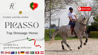 quotPICASSO  The Lusitano Horse Destined for Dressage Greatnessquot [upl. by Cataldo693]