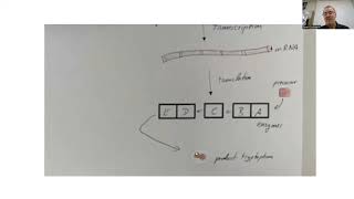 Activity trp operon [upl. by Initof]