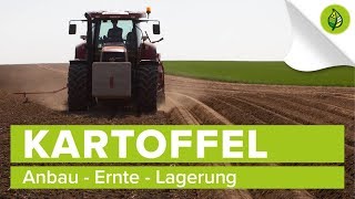 KARTOFFEL 24  Anbau Ernte Lagerung [upl. by Enomed]