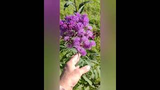 Ironweed Is Medicinal  Check This Out [upl. by Ahsiaa]