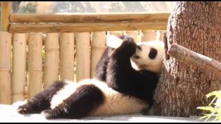 Los panditas tomando el biberón  Zoo Madrid [upl. by Behlau]