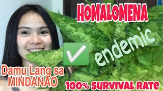 HOMALOMENA SCHISMATOGLOTTIS How to take care Houseplants  Paano alagaan ang HOMALOMENA [upl. by Adnih]