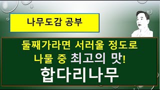 합다리나무는 어떤 나무일까  나물 중 최고의 맛  꽃봉오리 상태일 때 꽃밥이 터진다 [upl. by Nanreh]