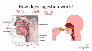 851 Ingestion [upl. by Melvin]