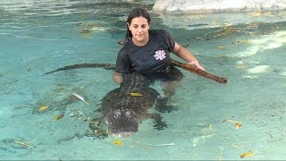 Florida Mom Wrestles Gators Even at 7 Months Pregnant [upl. by Enilekaj]