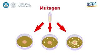 Mutagenicity Test [upl. by Aerdnaz]