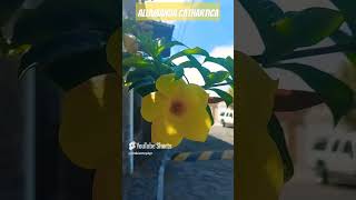 Allamanda cathartica 🏵🏵🏵🌎🇬🇹agricultura flowers vivero gardenflower nature jardin [upl. by Eizle]