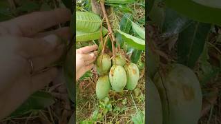 First fruits  on the ground  hl6614 [upl. by Nizam187]